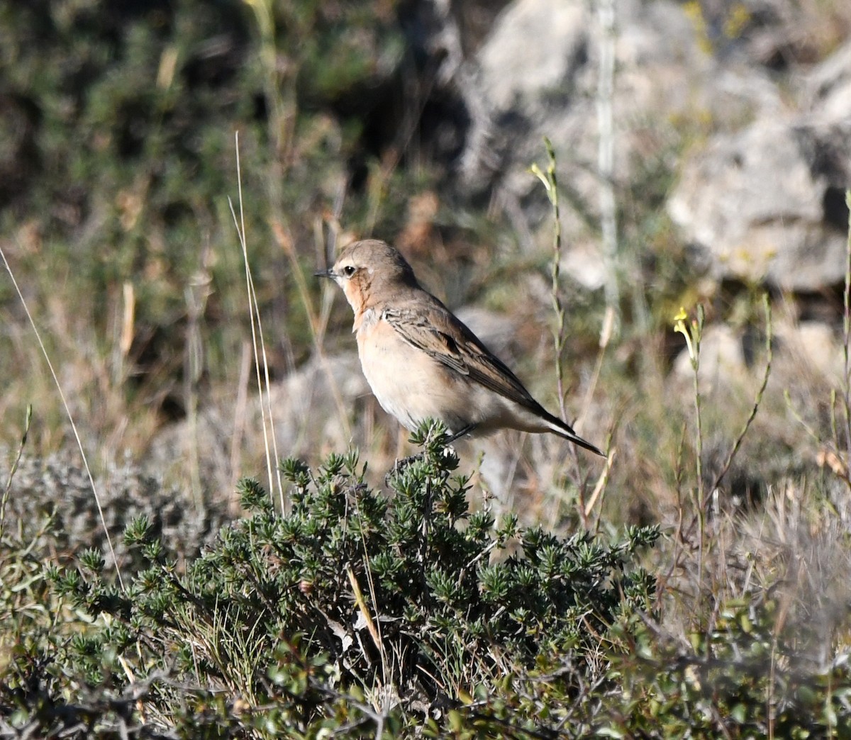 Northern Wheatear - ML608606556