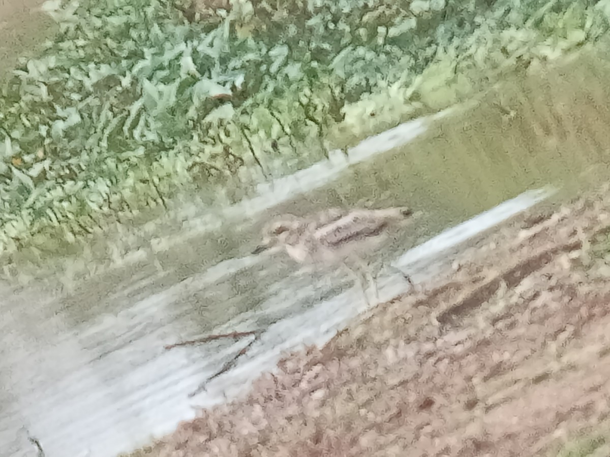 Indian Thick-knee - ML608606560