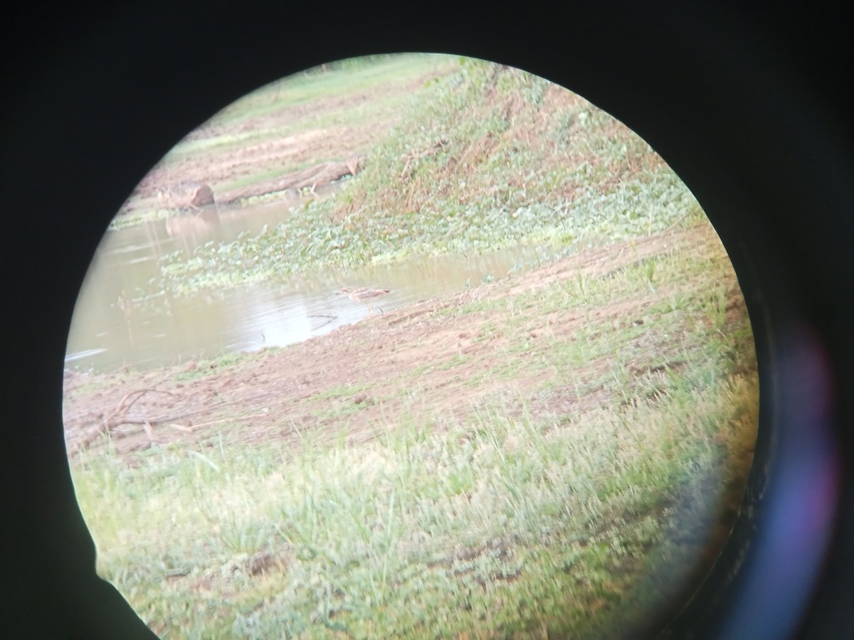 Indian Thick-knee - ML608606561