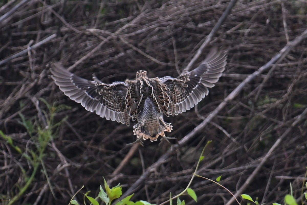 Pin-tailed Snipe - ML608606562