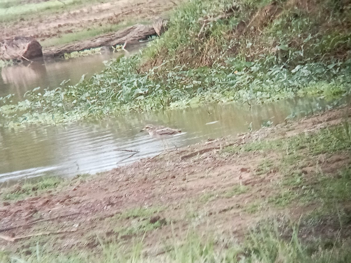 Indian Thick-knee - ML608606563