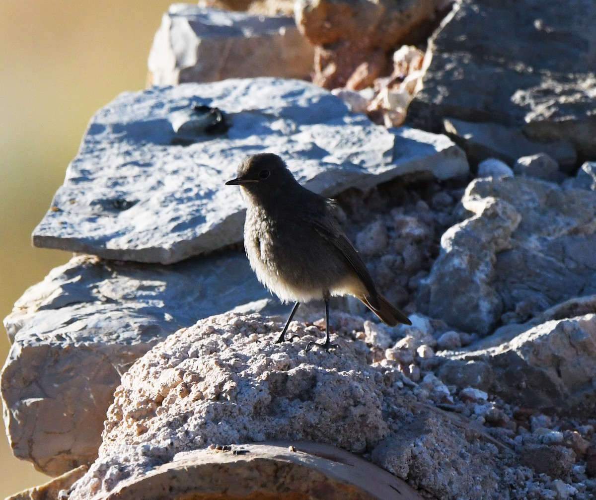 Черная горихвостка (gibraltariensis/aterrimus) - ML608606578