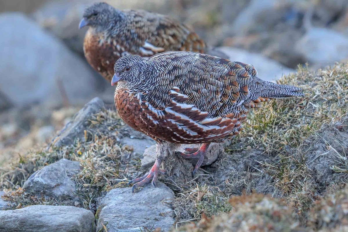 Snow Partridge - ML608606587