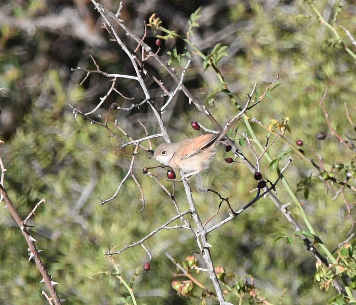 Curruca Tomillera - ML608606609