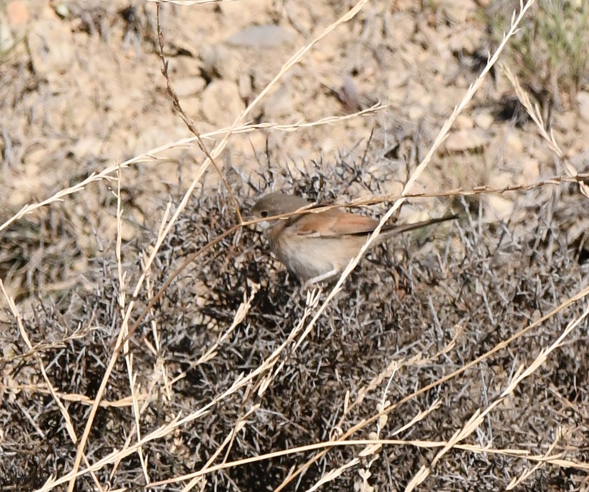 Curruca Tomillera - ML608606610