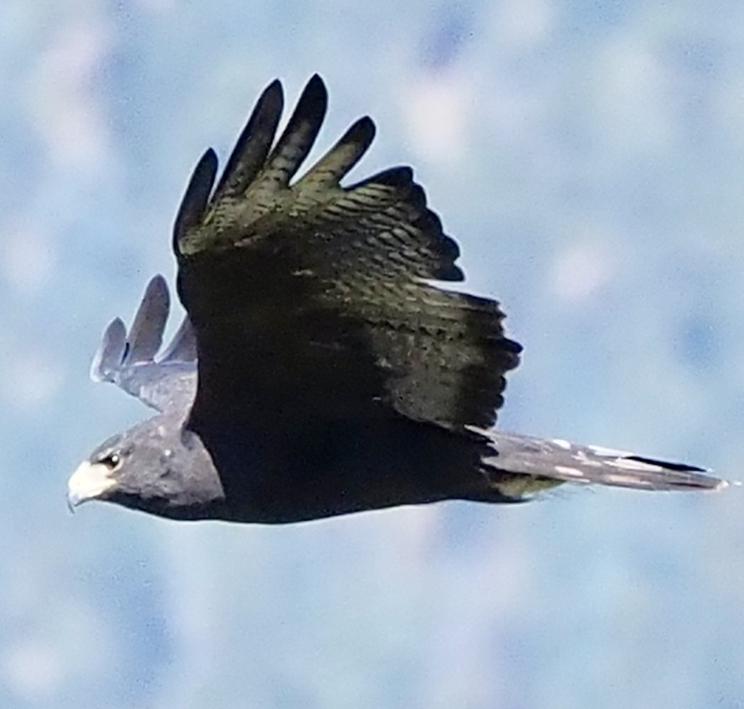 Zone-tailed Hawk - ken hodne