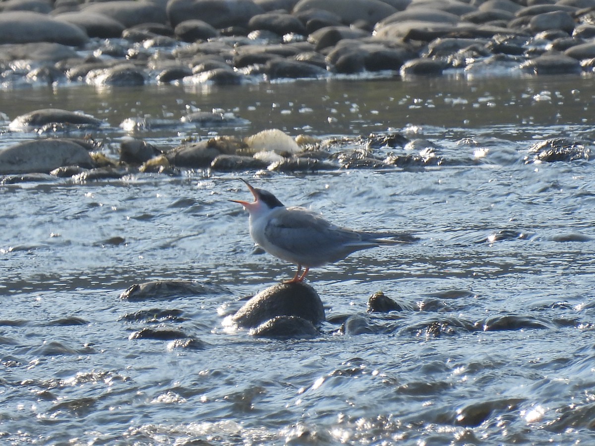 Common Tern - ML608606628