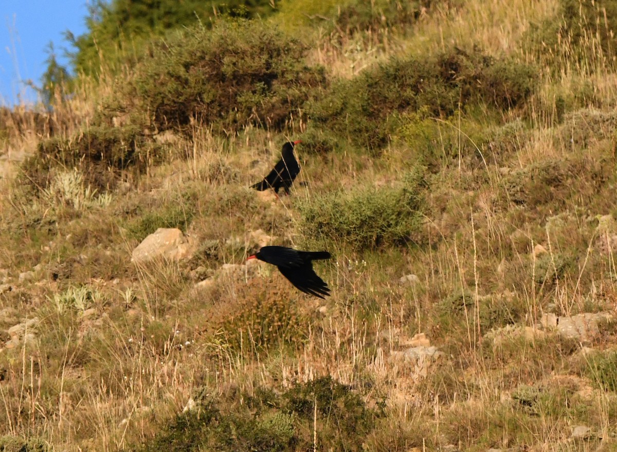 Red-billed Chough - A Emmerson