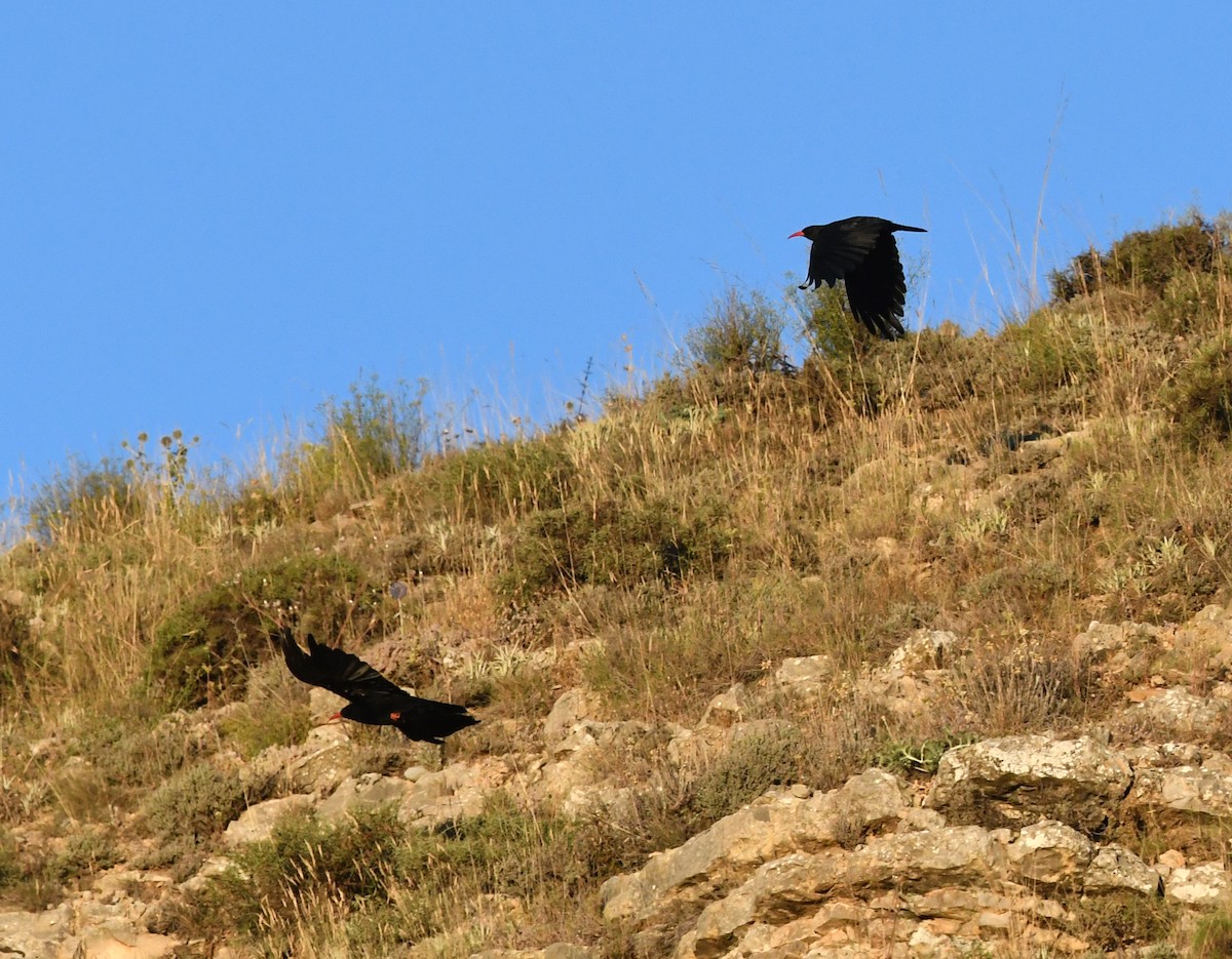 Red-billed Chough - ML608606630