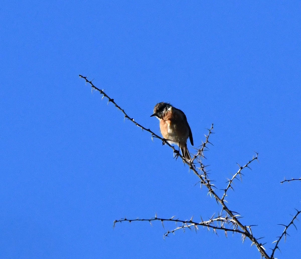 European Stonechat - ML608606658