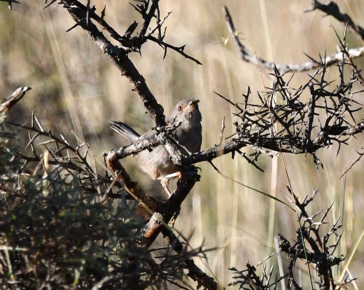 Dartford Warbler - ML608606662