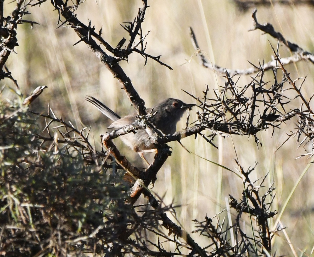 Dartford Warbler - ML608606663