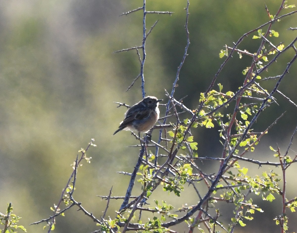 European Stonechat - ML608606669