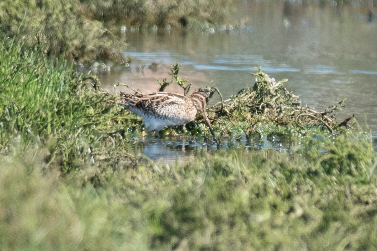 Magellanic Snipe - Pablo Galdames