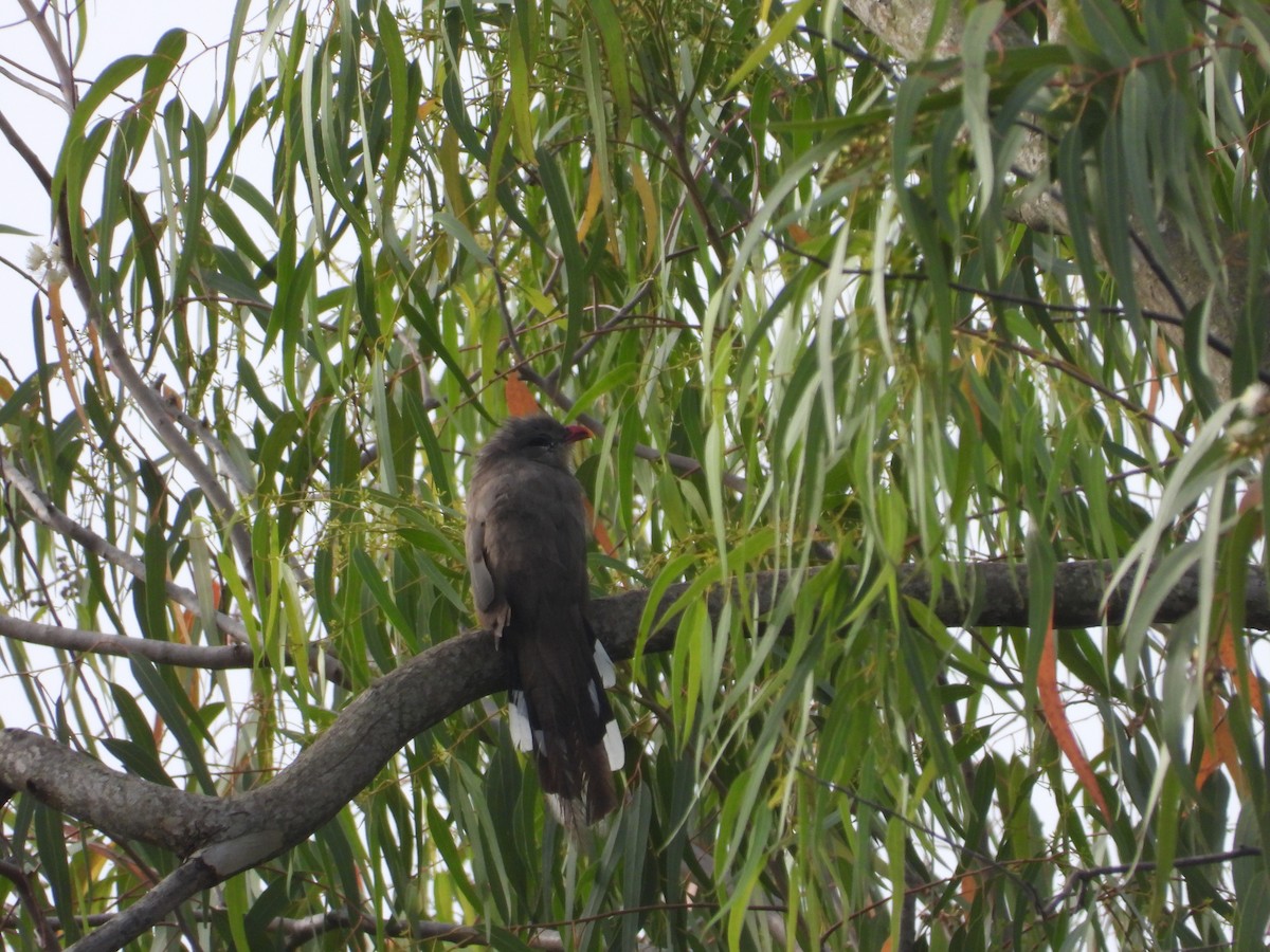 Sirkeer Malkoha - ML608606791