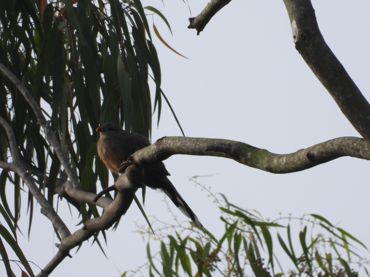 Sirkeer Malkoha - ML608606793