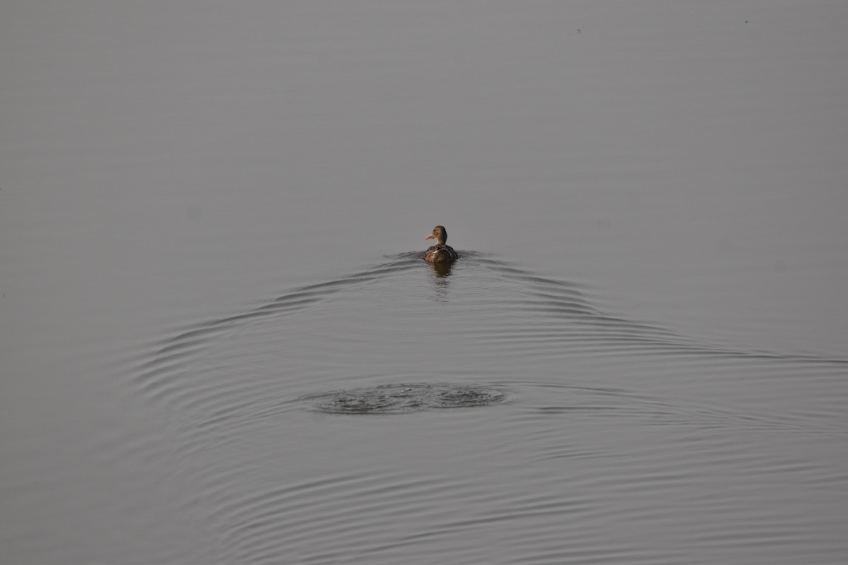 Northern Shoveler - ML608606932