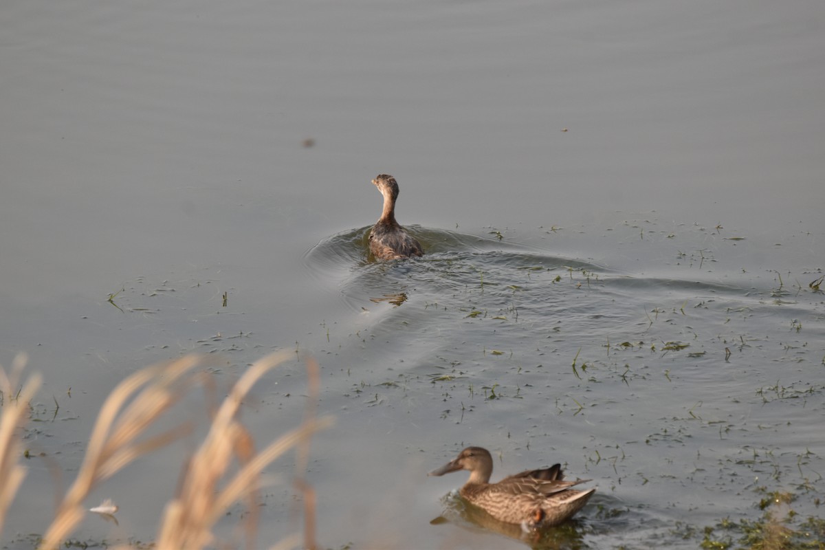 Northern Shoveler - ML608606934