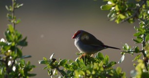 Red-browed Firetail - ML60860701