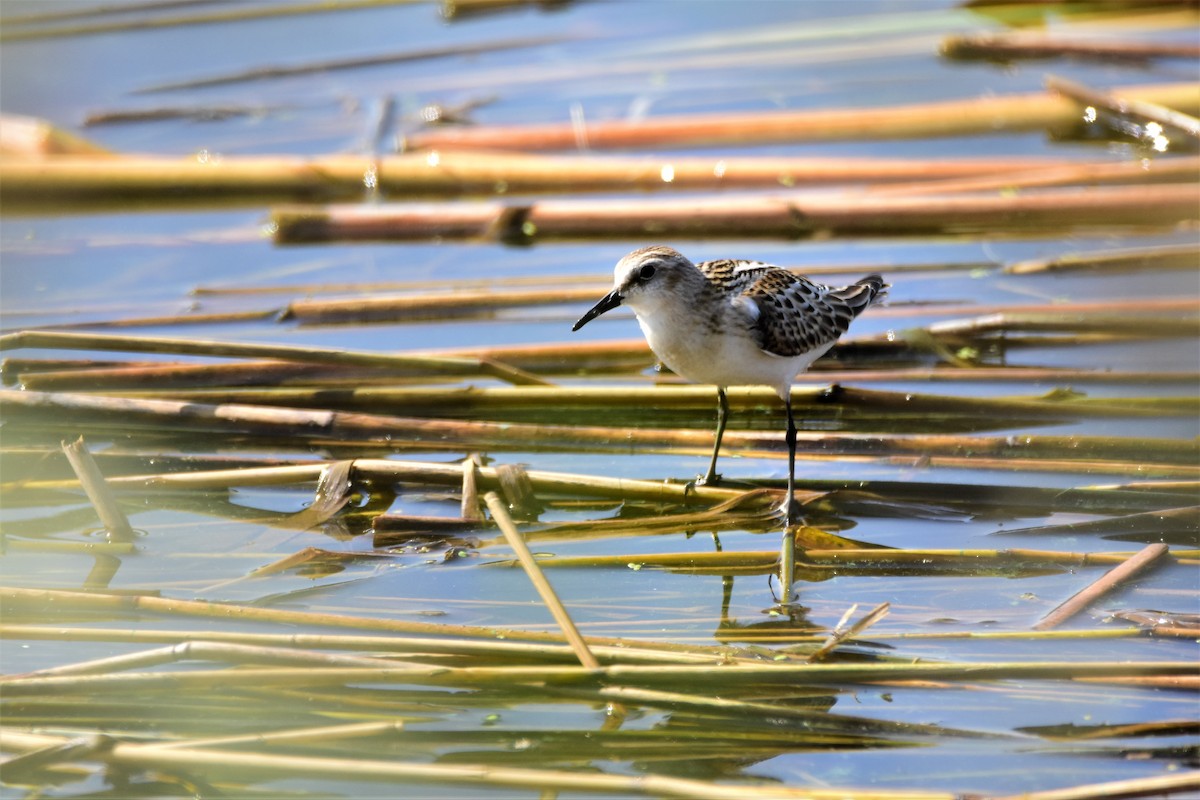 Little Stint - ML608607010