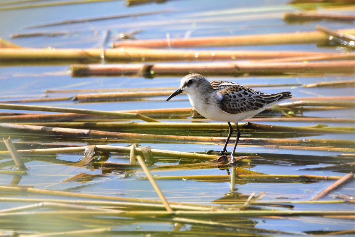 Little Stint - ML608607011