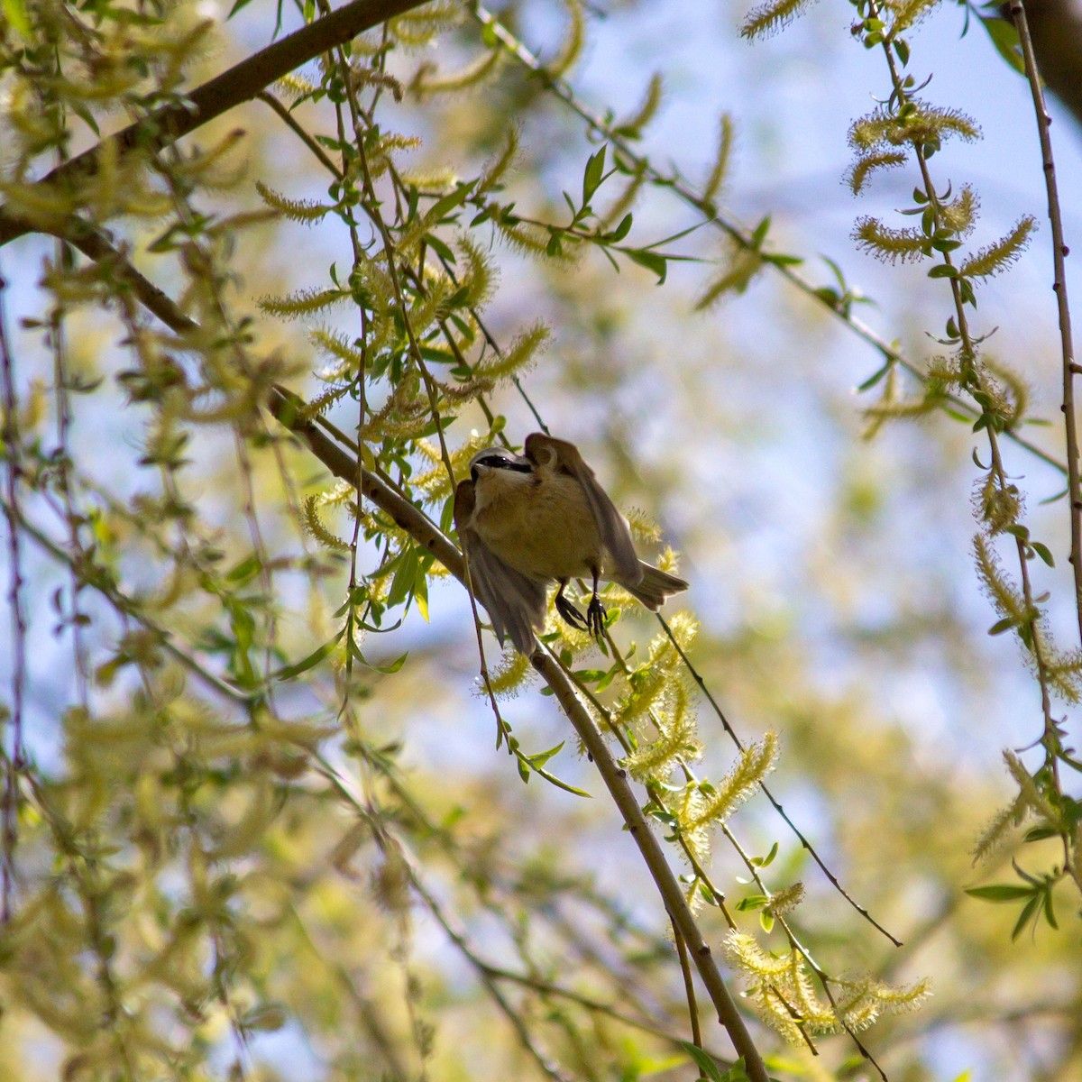 Chinese Penduline-Tit - ML608607029