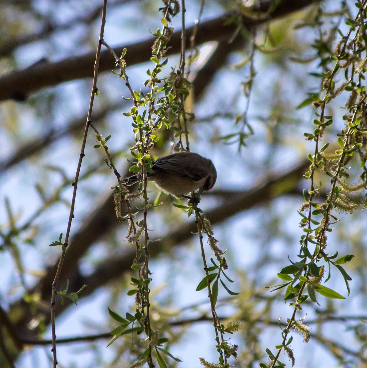 Chinese Penduline-Tit - ML608607035