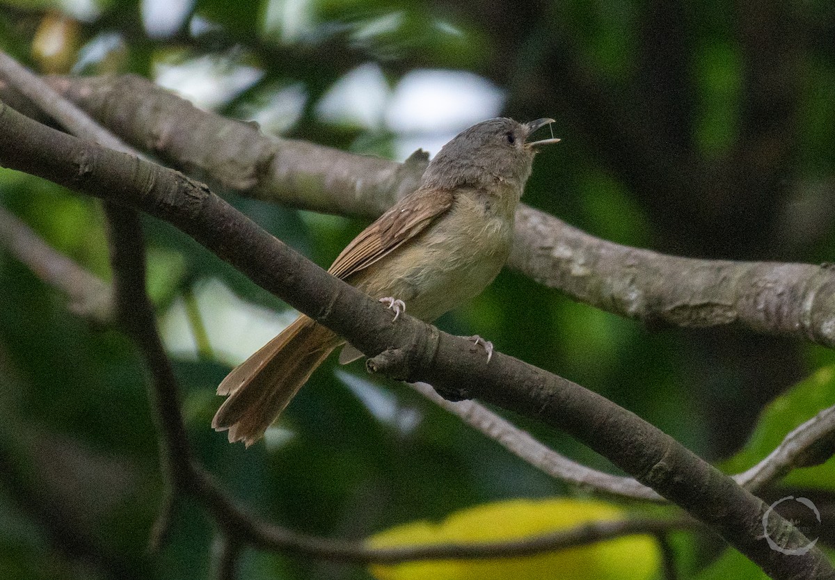 Brown-cheeked Fulvetta - ML608607051