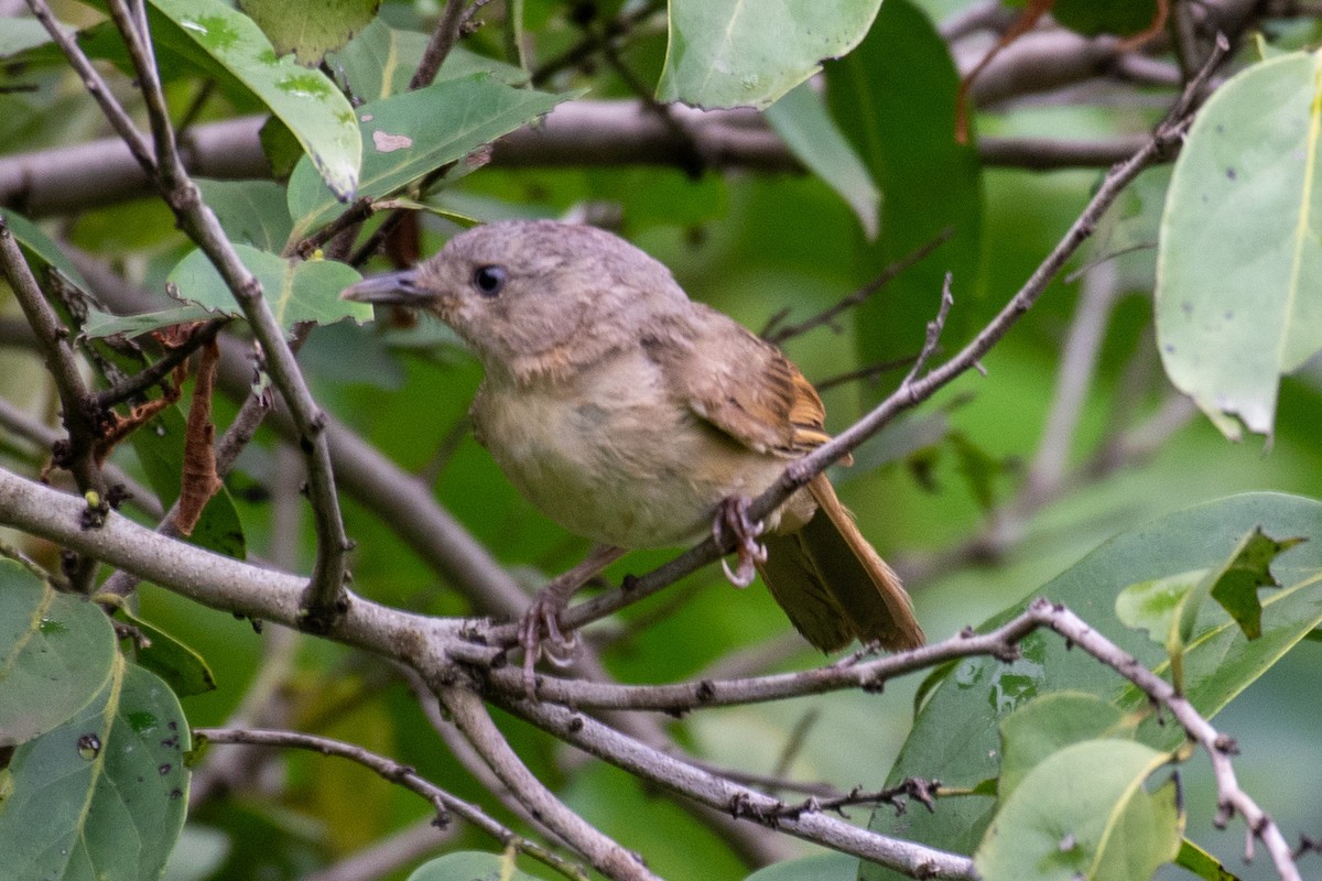 Brown-cheeked Fulvetta - ML608607066