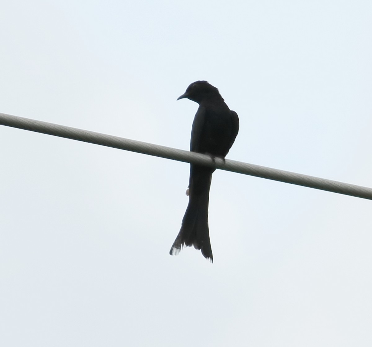 Fork-tailed Drongo-Cuckoo - ML608607166