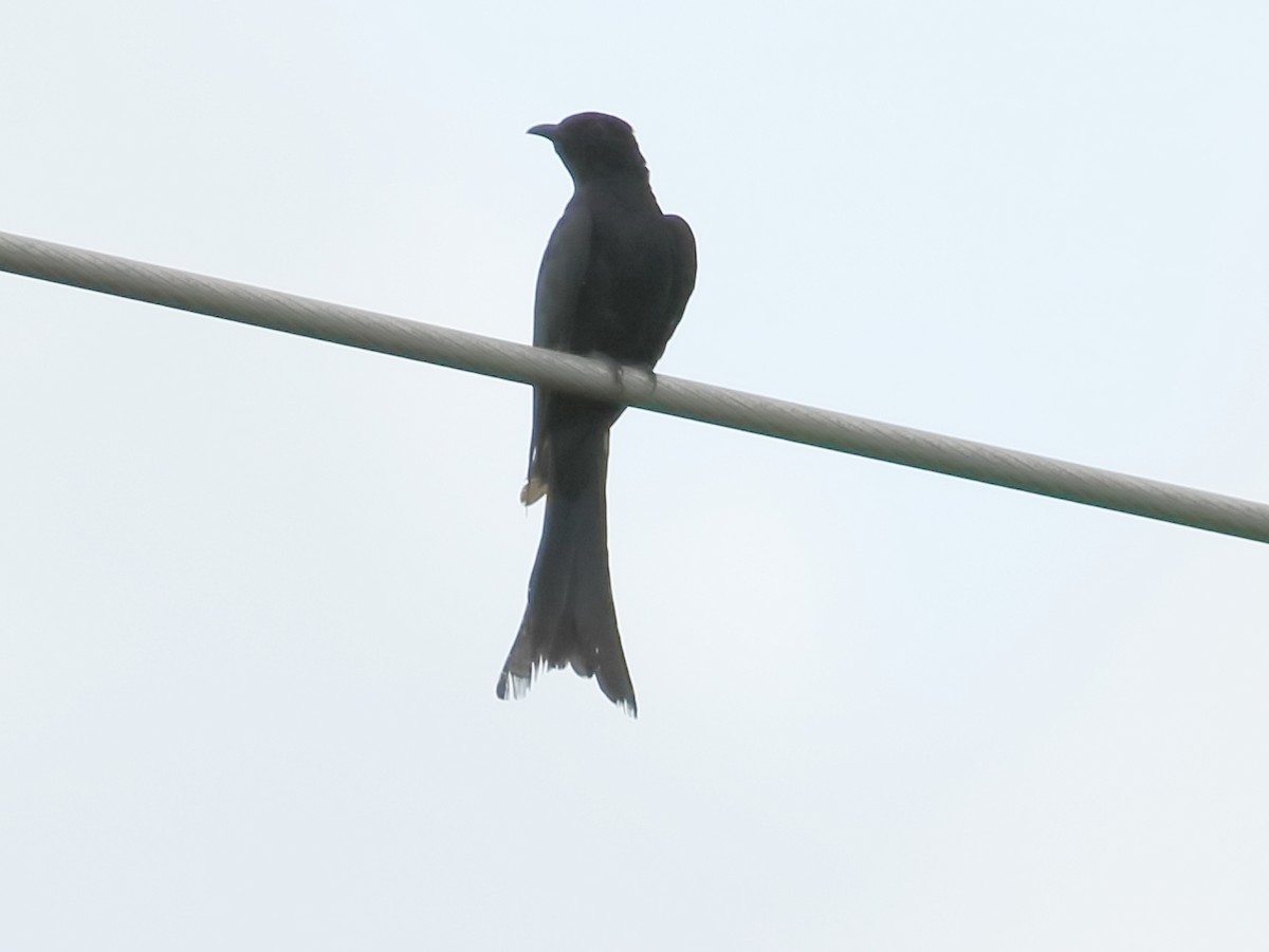 Fork-tailed Drongo-Cuckoo - Savio Fonseca (www.avocet-peregrine.com)