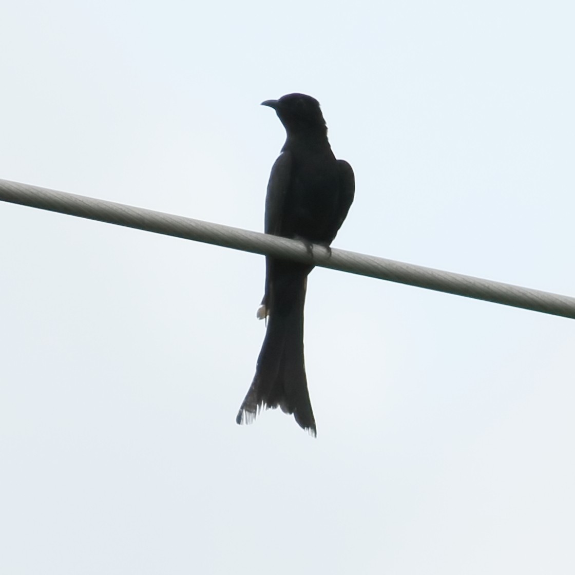 Cuclillo Drongo Coliahorquillado - ML608607168