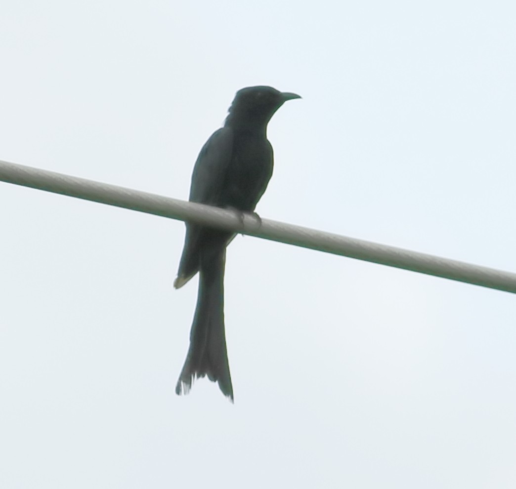 Cuclillo Drongo Coliahorquillado - ML608607169