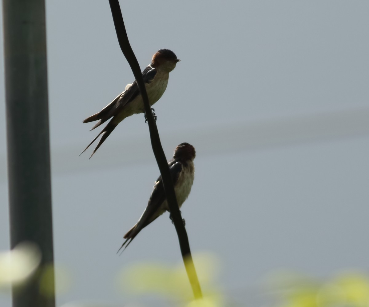 Red-rumped Swallow - ML608607173