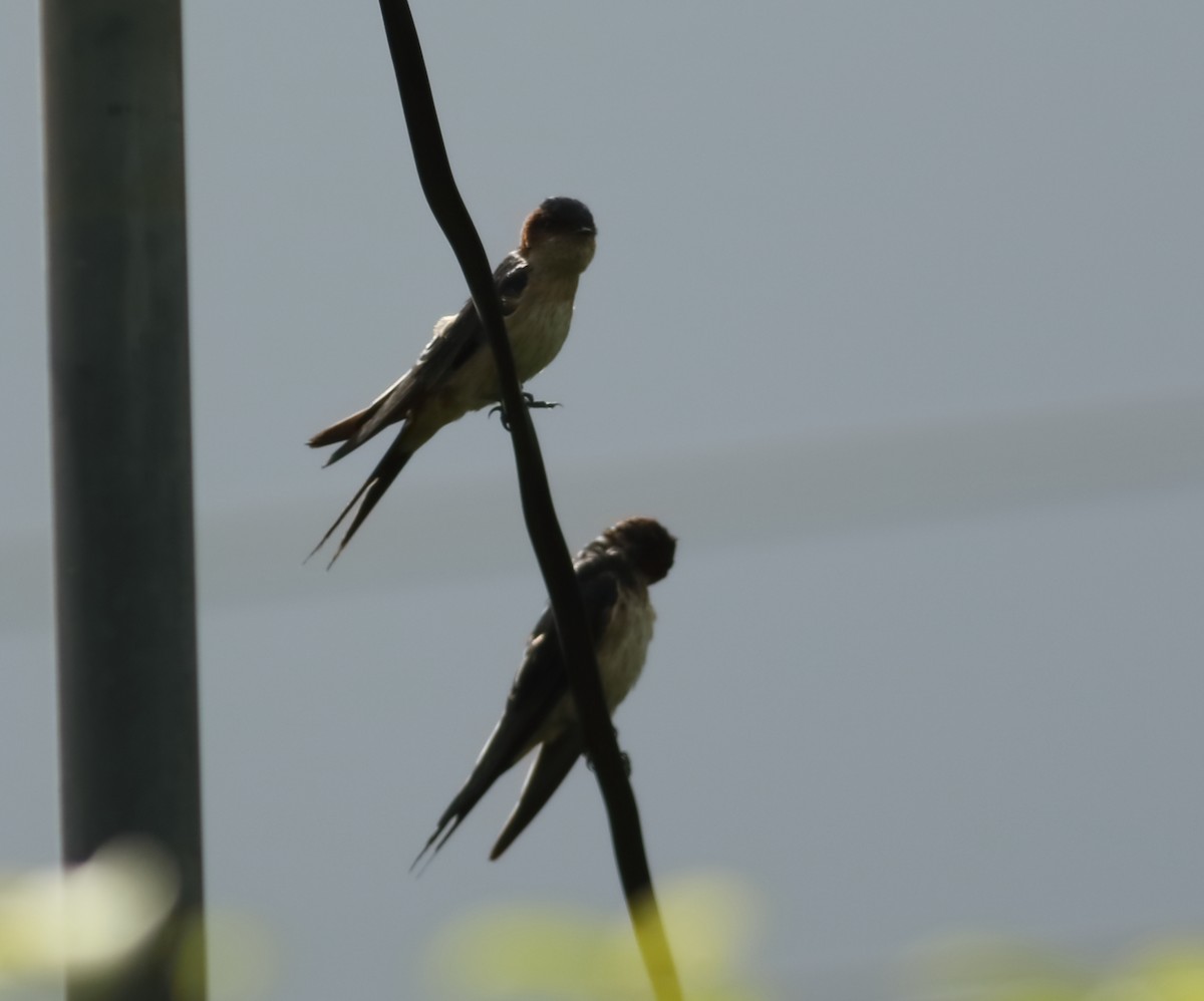 Red-rumped Swallow - ML608607174