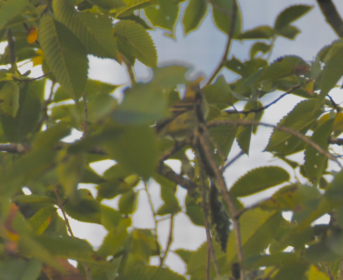 Yellow-bellied Flycatcher - ML608607341