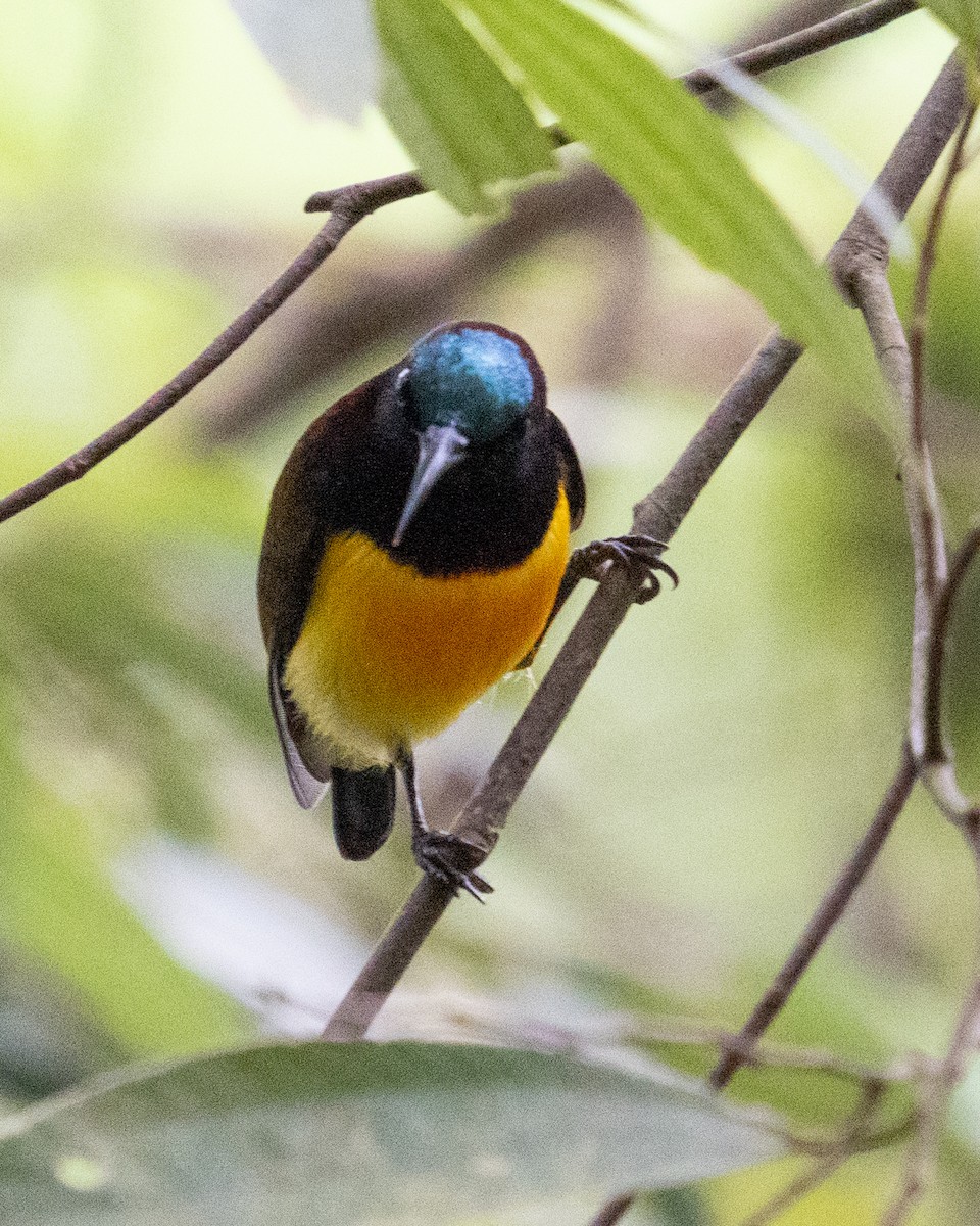 Maroon-naped Sunbird - ML608607468