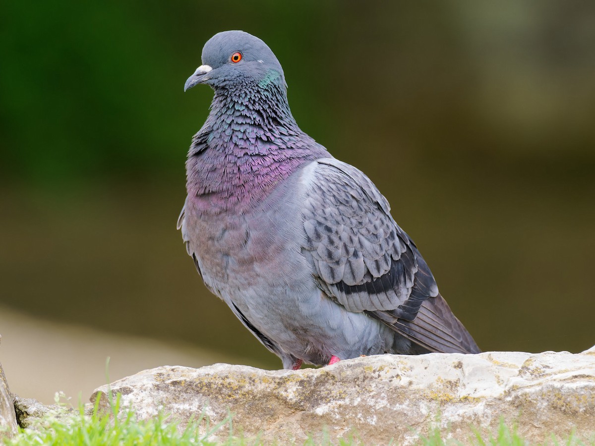 Pigeon biset (forme domestique) - ML608607538