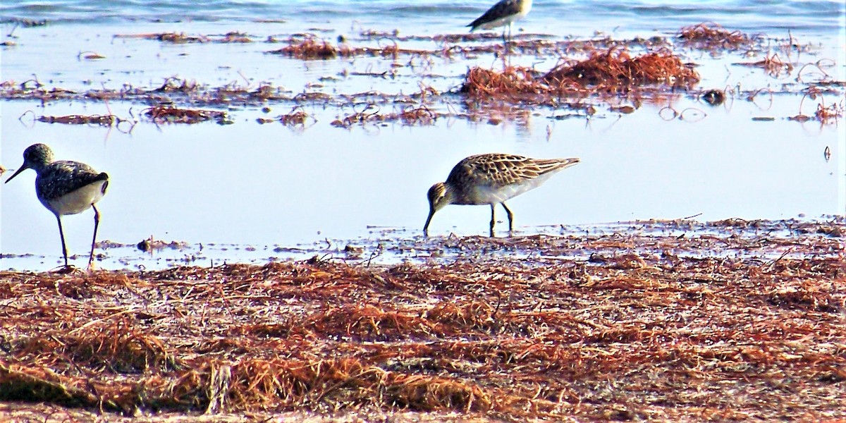 Pectoral Sandpiper - Timothy Blanchard