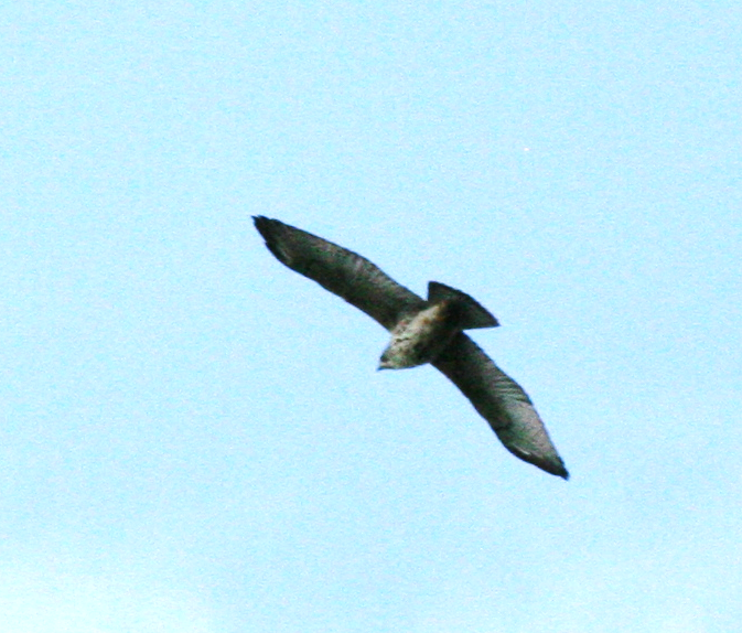 Broad-winged Hawk - ML608607551
