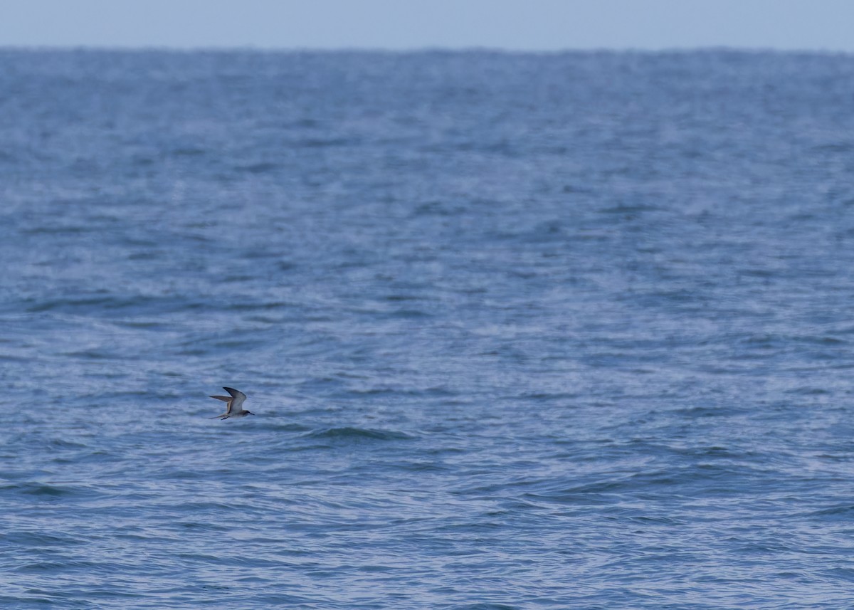 Sooty Tern - ML608607552