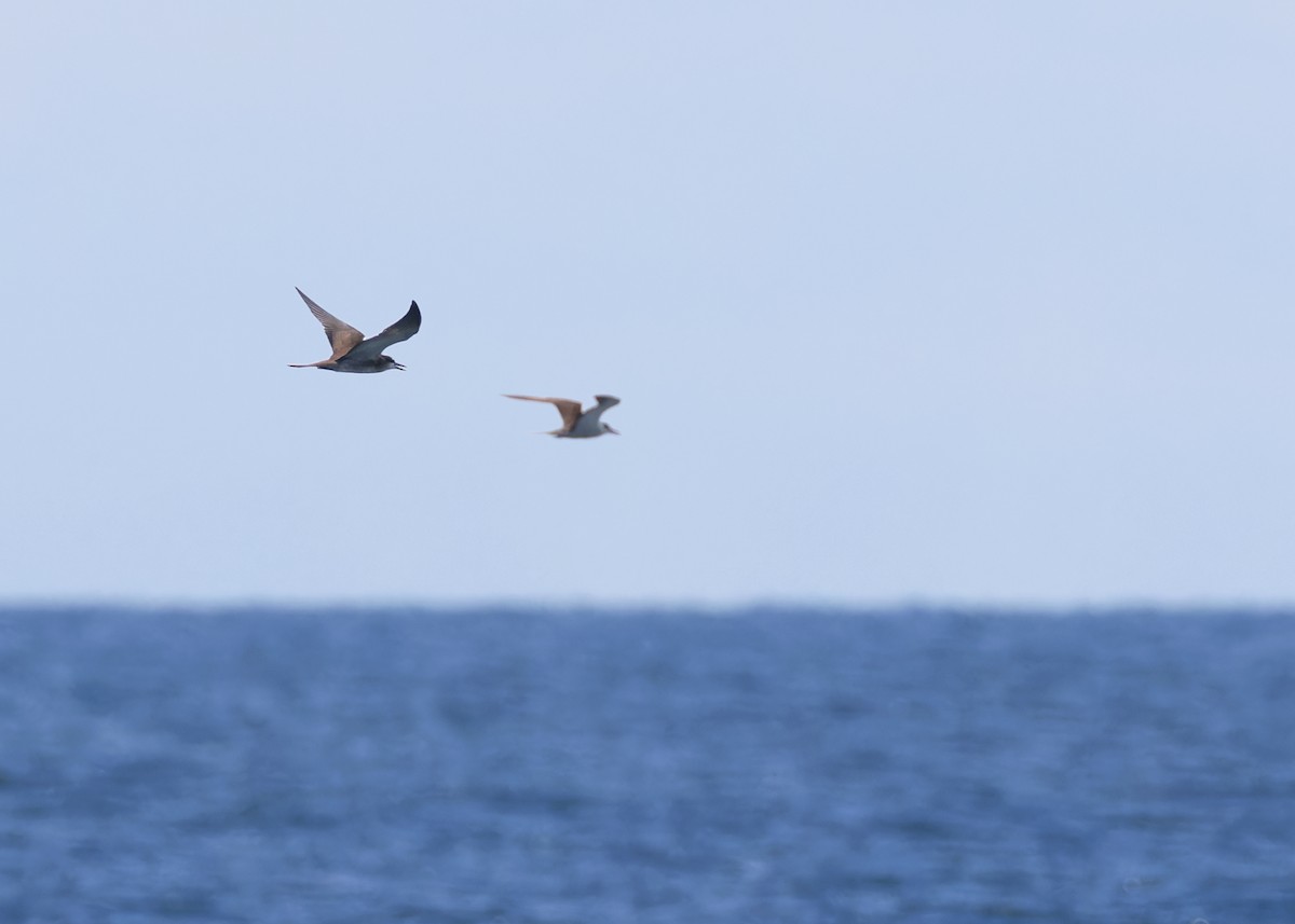 Sooty Tern - Ayuwat Jearwattanakanok