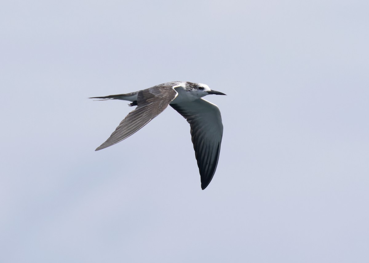 Bridled Tern - ML608607565