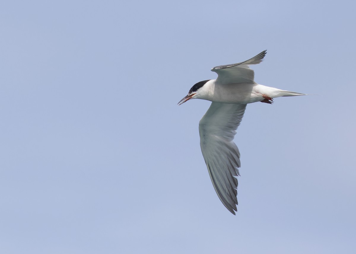 Common Tern - ML608607581