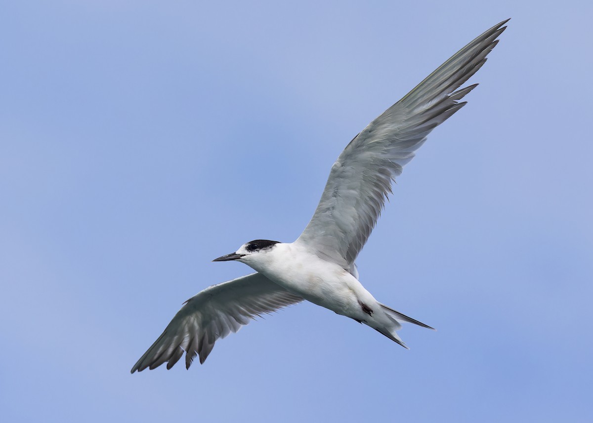 Common Tern - Ayuwat Jearwattanakanok