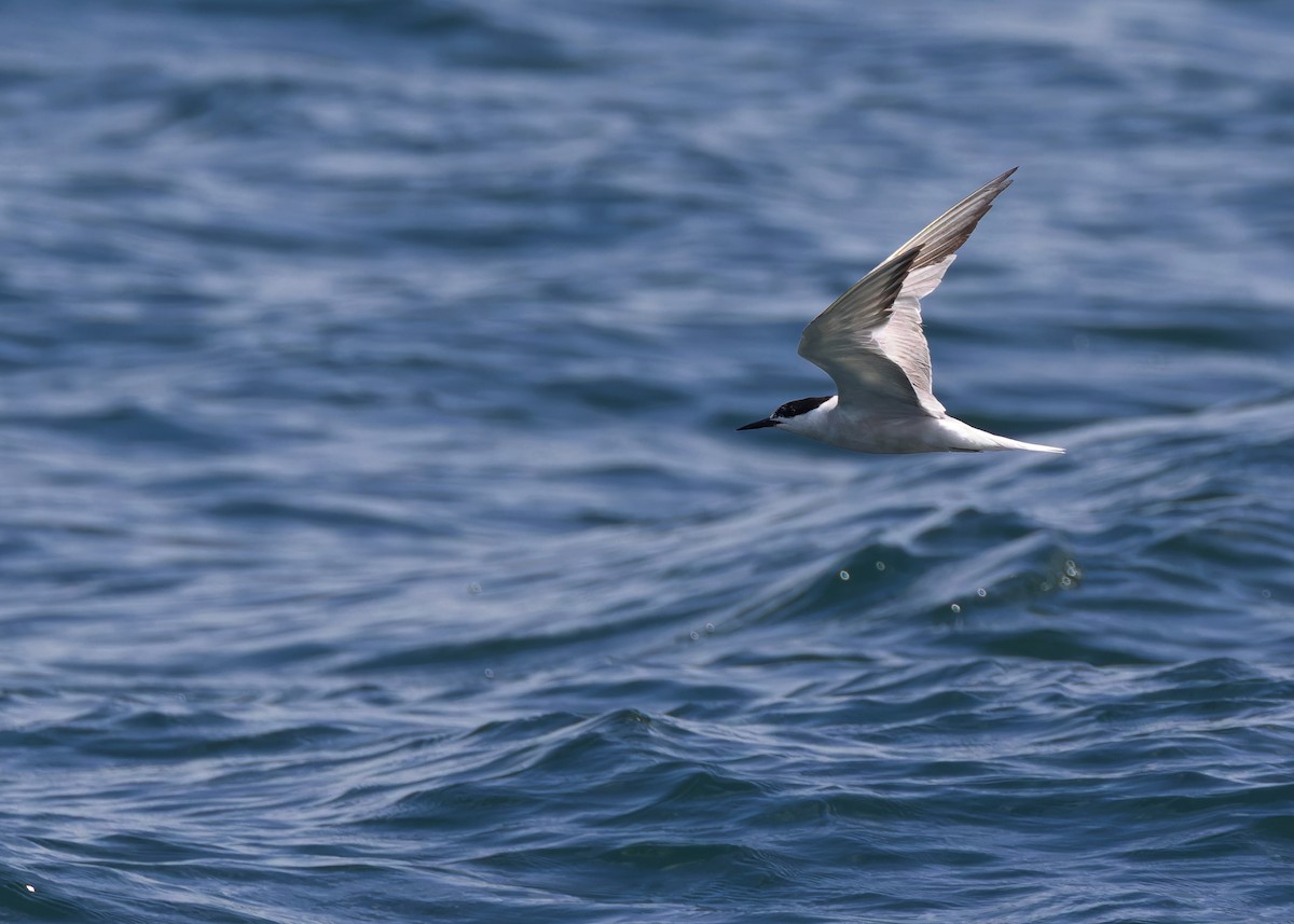 Common Tern - ML608607586