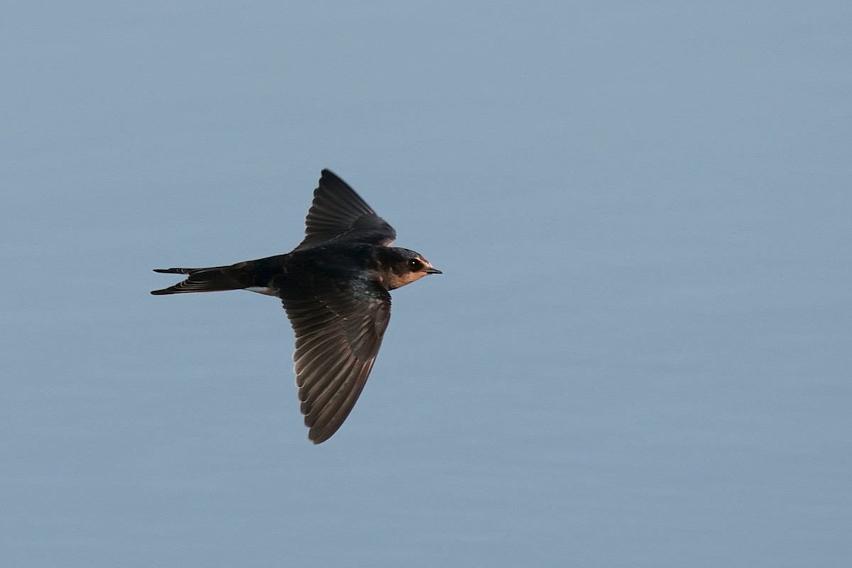 Golondrina Común - ML608607592