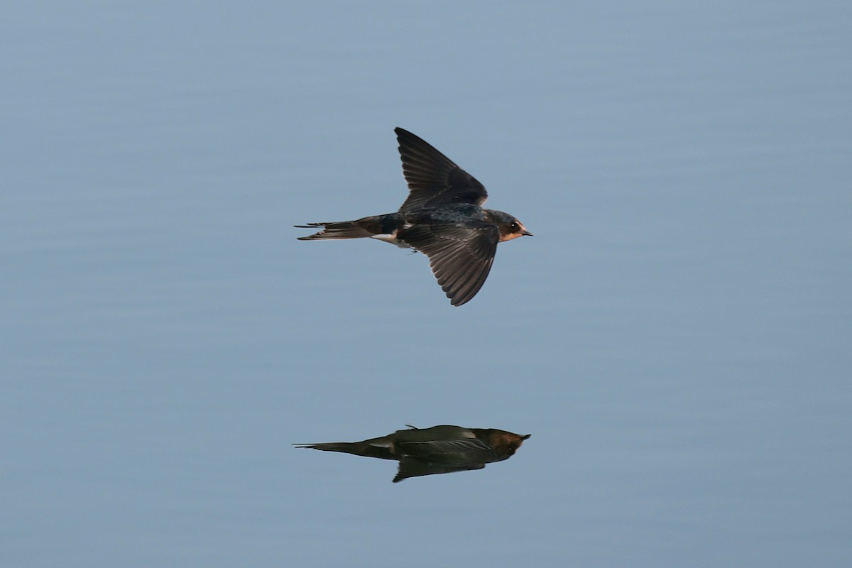 Golondrina Común - ML608607596