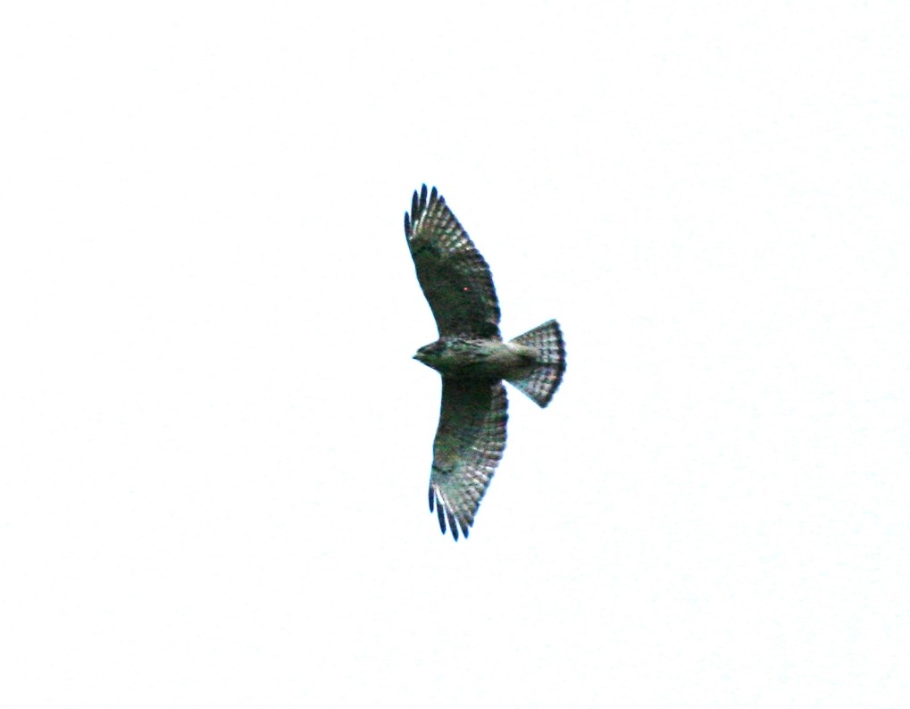 Broad-winged Hawk - ML608607598