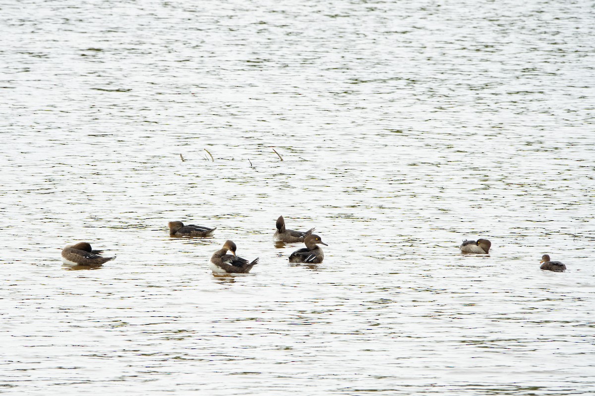 Hooded Merganser - Marielle Vanasse